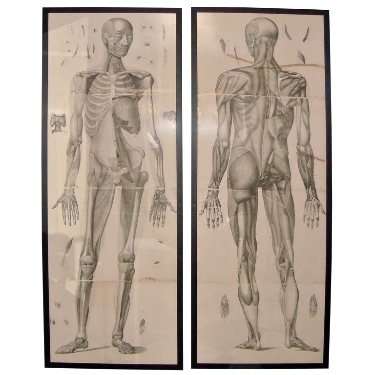 Pair of Large Anatomical Etchings, 18th Century
